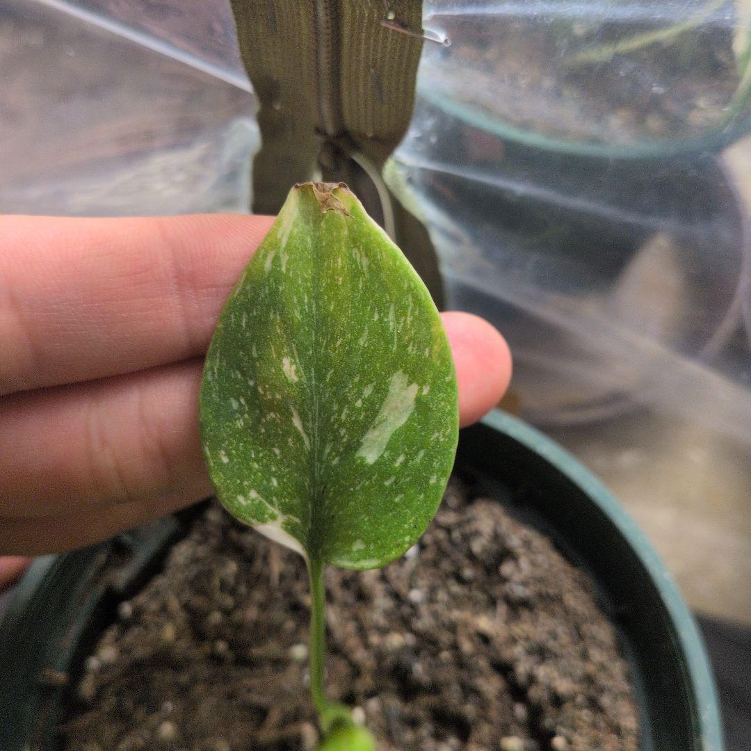 モンステラ デリシオーサ グリーンオングリーン斑 安定株 値下げ可能