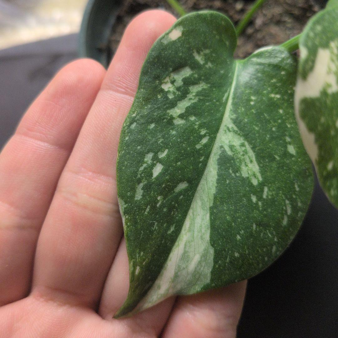 モンステラ デリシオーサ グリーンオングリーン斑 安定株 値下げ可能