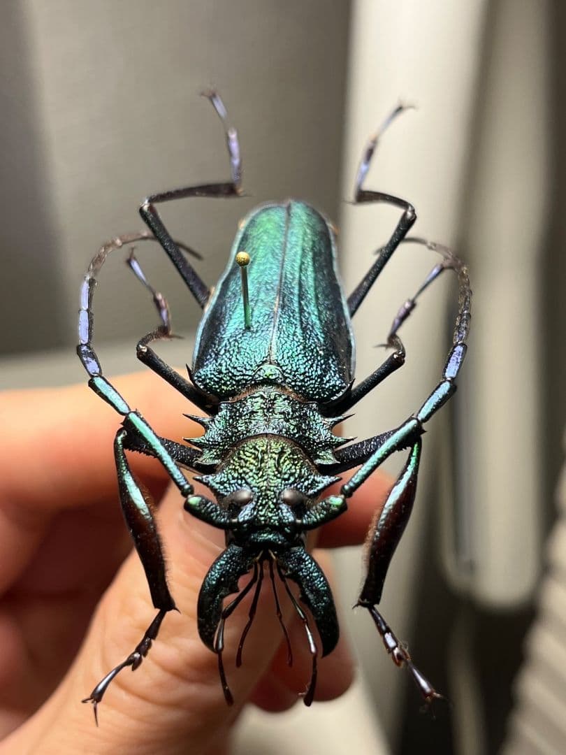 【極美青緑】ルリオニカミキリ ムラサキオニノコギリカミキリ　昆虫標本