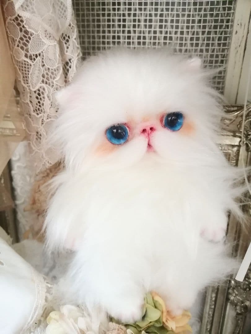 ぱっちりおめめ♡エキゾチック子猫ちゃん♡アートドール♡ぬいぐるみ♡
