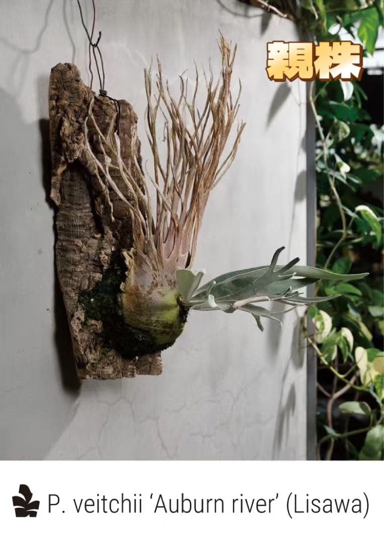 ビカクシダAuburn (Lisawa) x Copper will