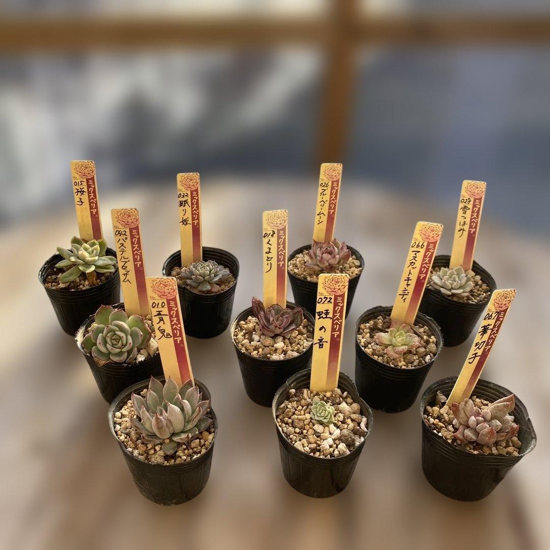 多肉植物　ミックスベリア　セット　ちいさめ　おらいさん　ぬき苗
