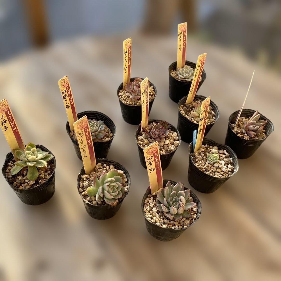 多肉植物　ミックスベリア　セット　ちいさめ　おらいさん　ぬき苗