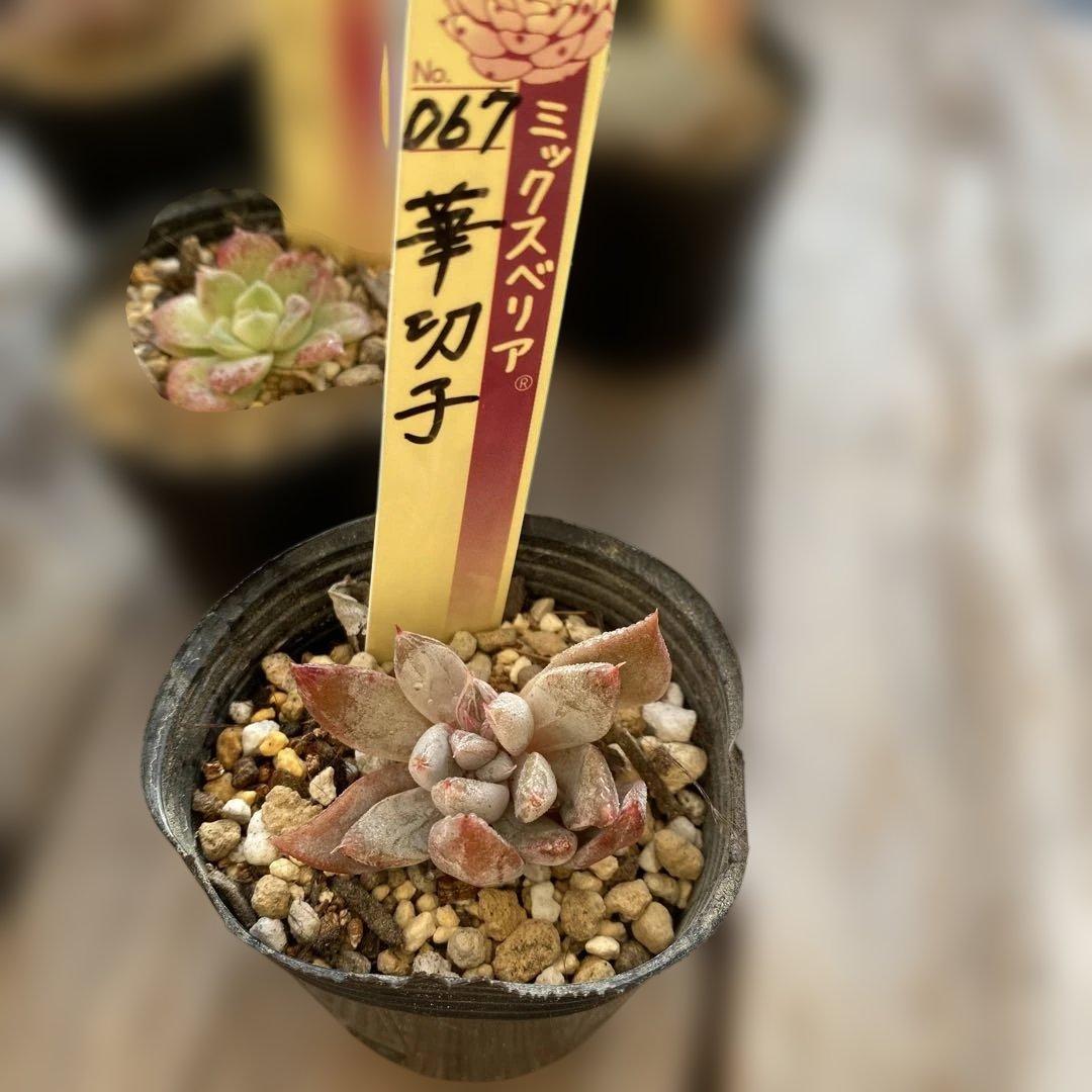 多肉植物　ミックスベリア　セット　ちいさめ　おらいさん　ぬき苗