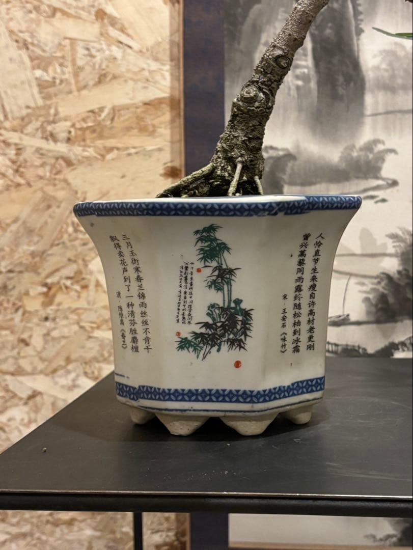 イチジク盆栽　無花果　小品盆栽　珍品　激古　樹齢約30年