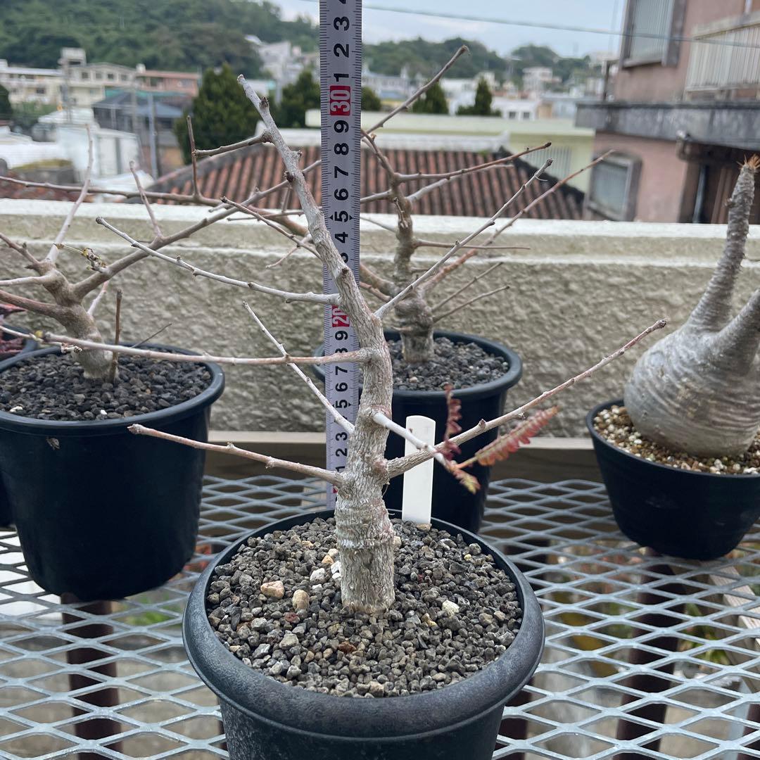 ボスウェリアサクラ実生　2