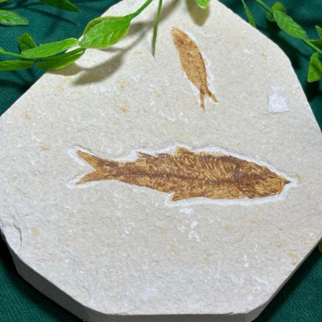 魚の化石　本物