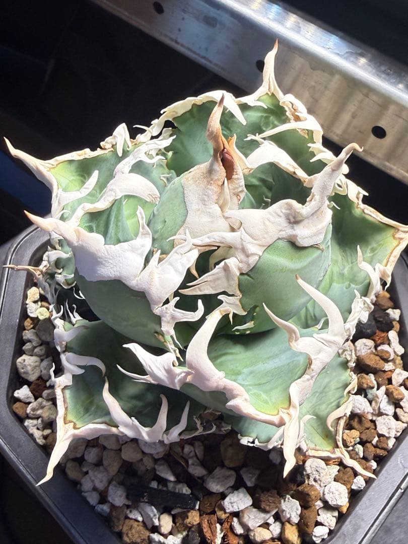 台湾ゴジラ アガベ オテロイ