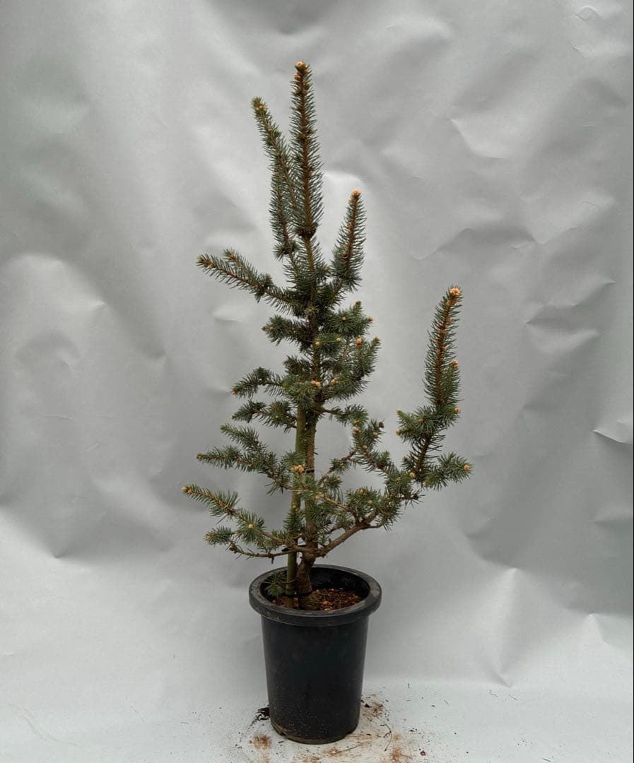 プンゲンストウヒ　フォックステイル　120cm〜