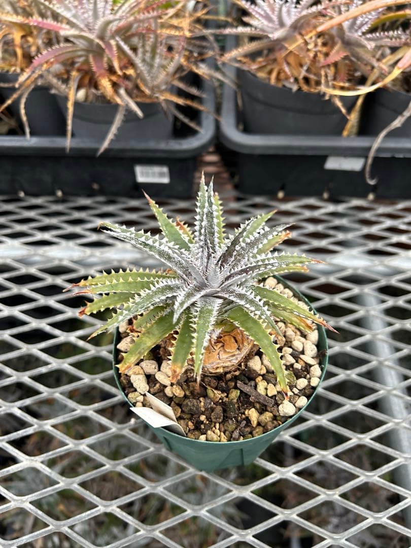 DBディッキア Dyckia Arizona x BS small #118 ⑵