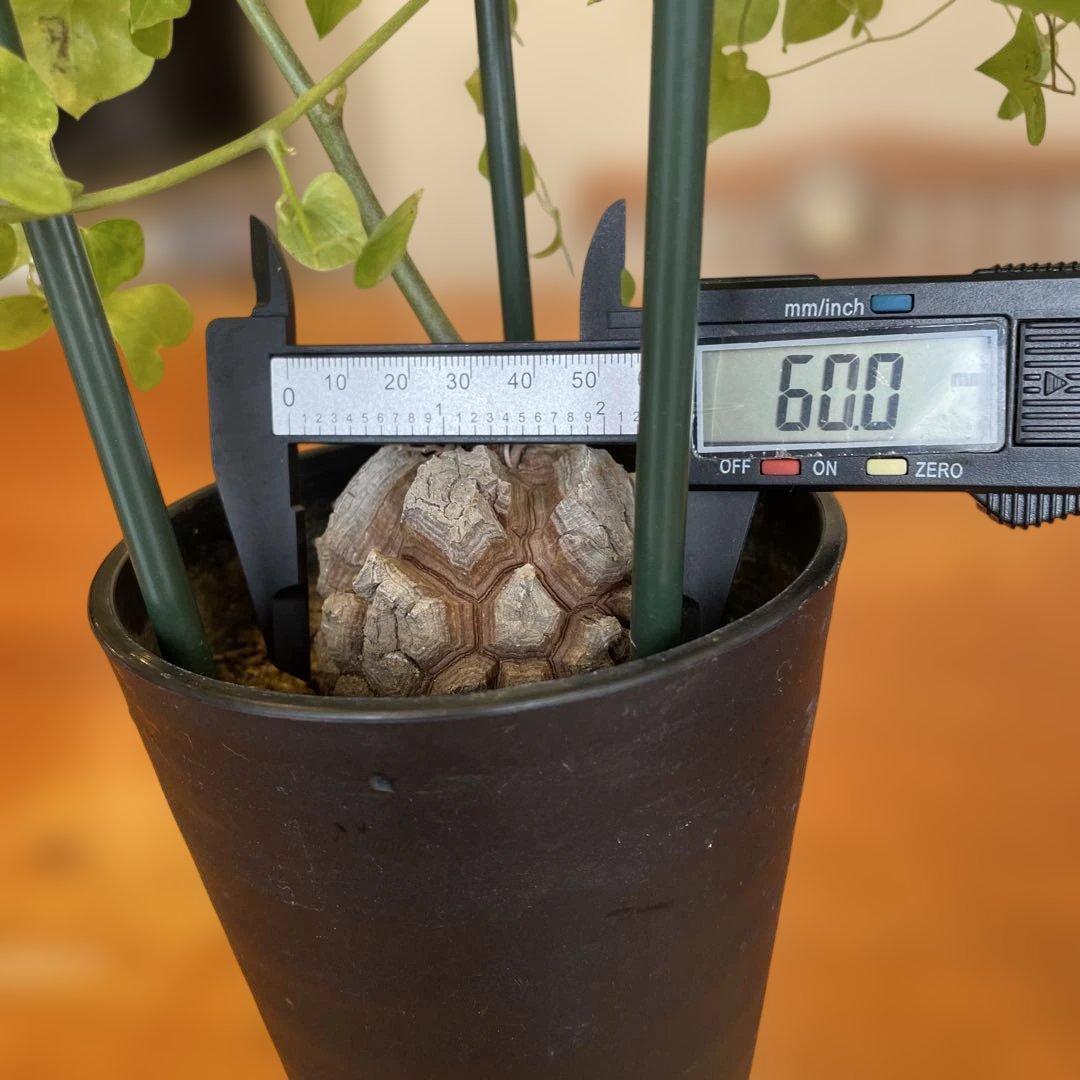 亀甲竜 ディオスコレア