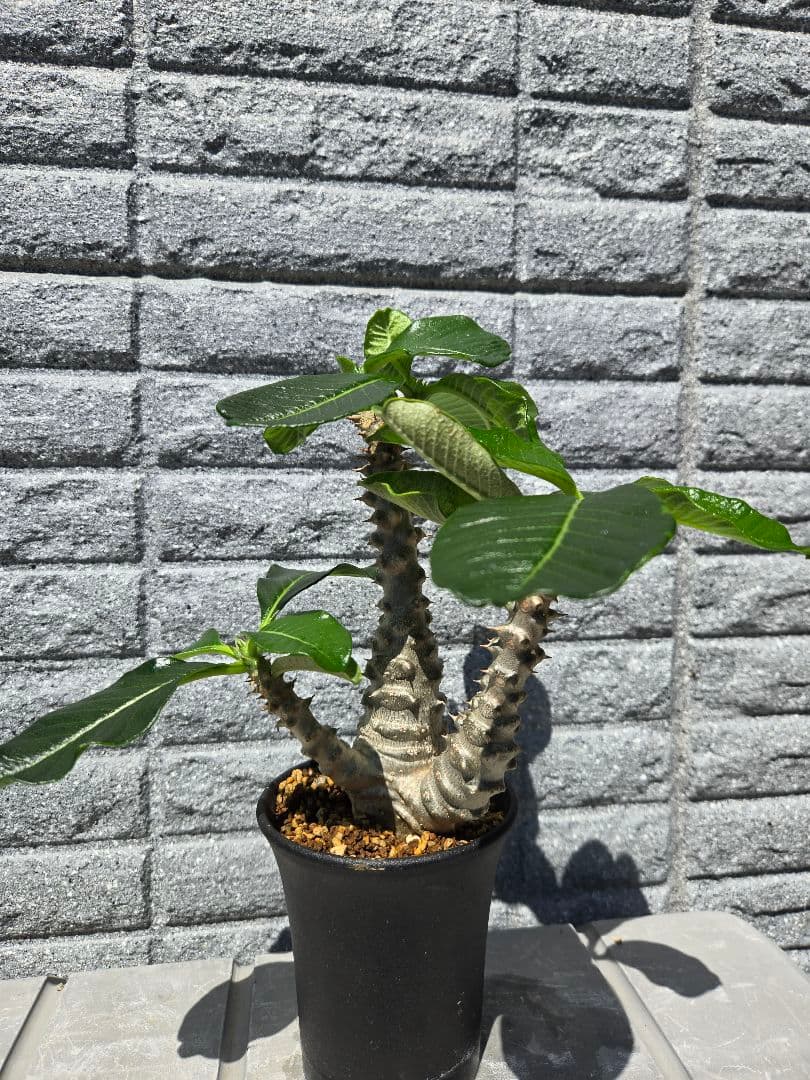 パキポディウムウィンゾリー