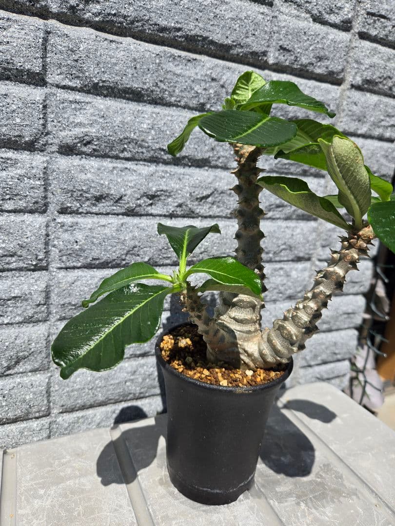 パキポディウムウィンゾリー