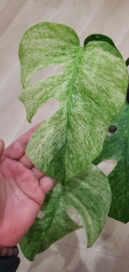 モンステラ ミントMonstera Mint斑入り・良斑・根張り良好