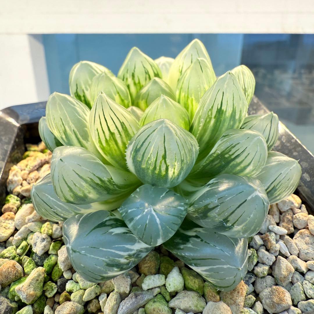 多肉植物 ハオルチア 紫王オブツーサ錦 大型種 11cm鉢