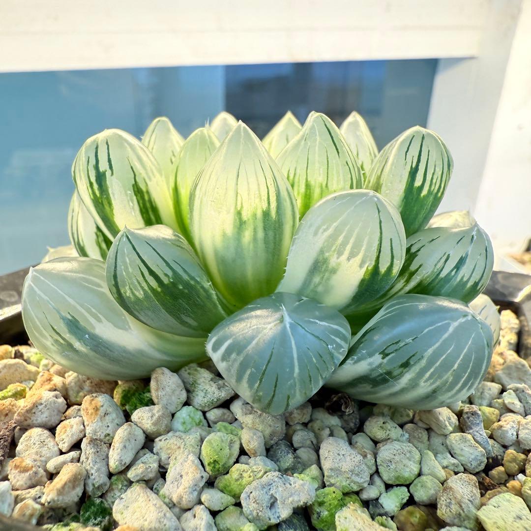 多肉植物 ハオルチア 紫王オブツーサ錦 大型種 11cm鉢