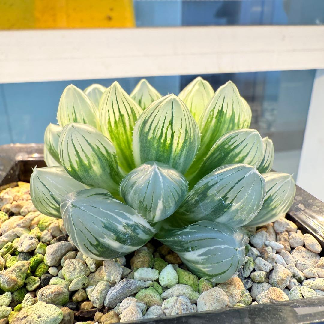 多肉植物 ハオルチア 紫王オブツーサ錦 大型種 11cm鉢