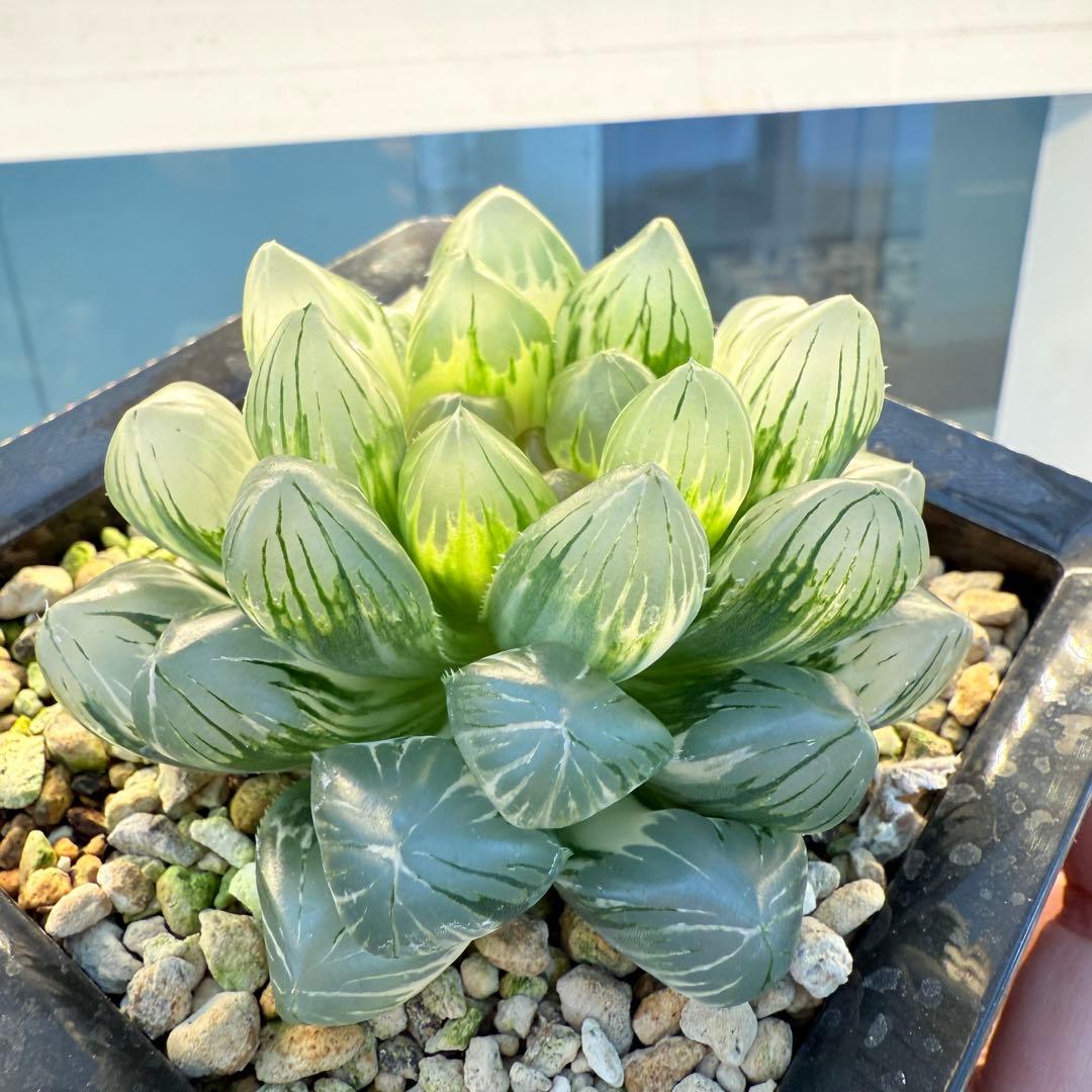 多肉植物 ハオルチア 紫王オブツーサ錦 大型種 11cm鉢