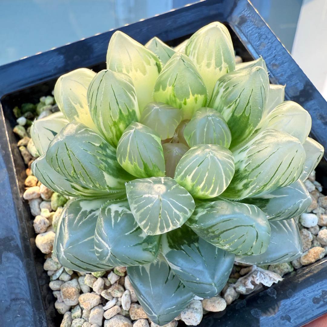 多肉植物 ハオルチア 紫王オブツーサ錦 大型種 11cm鉢