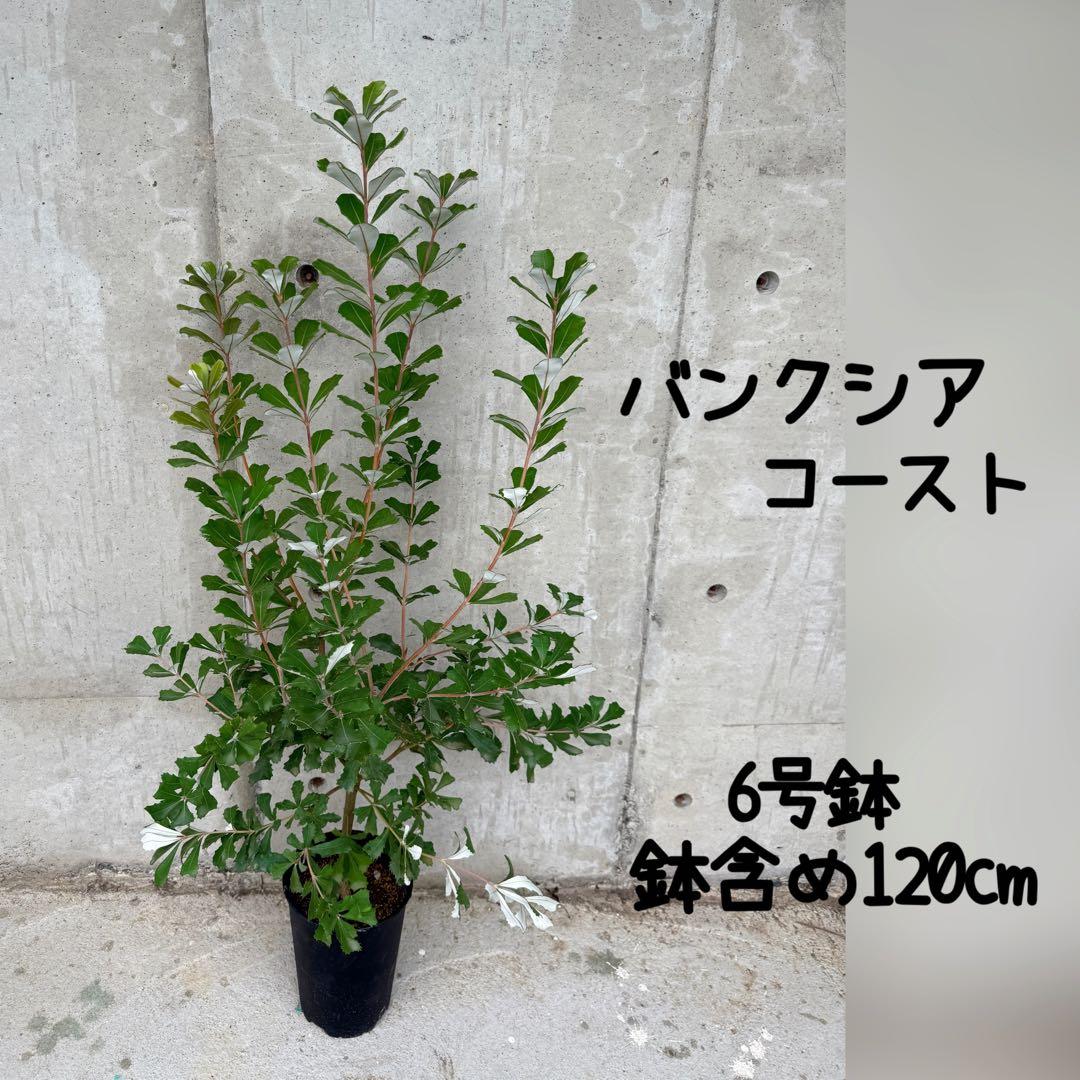 コーストバンクシア　6号鉢 オージープランツ