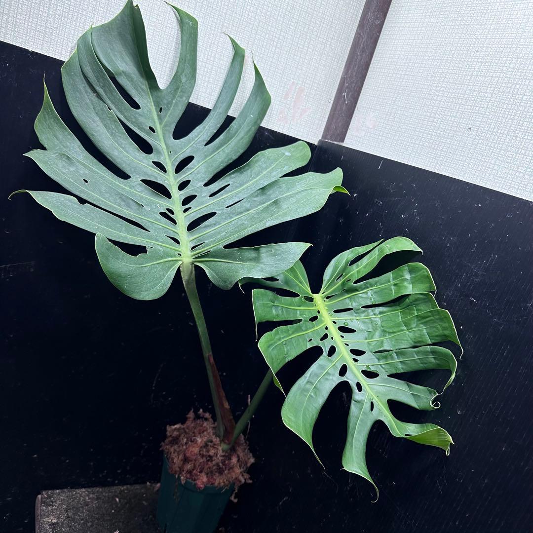 モンステラデリシオーサマクロコズム超希少系統鉢植え72㎝
