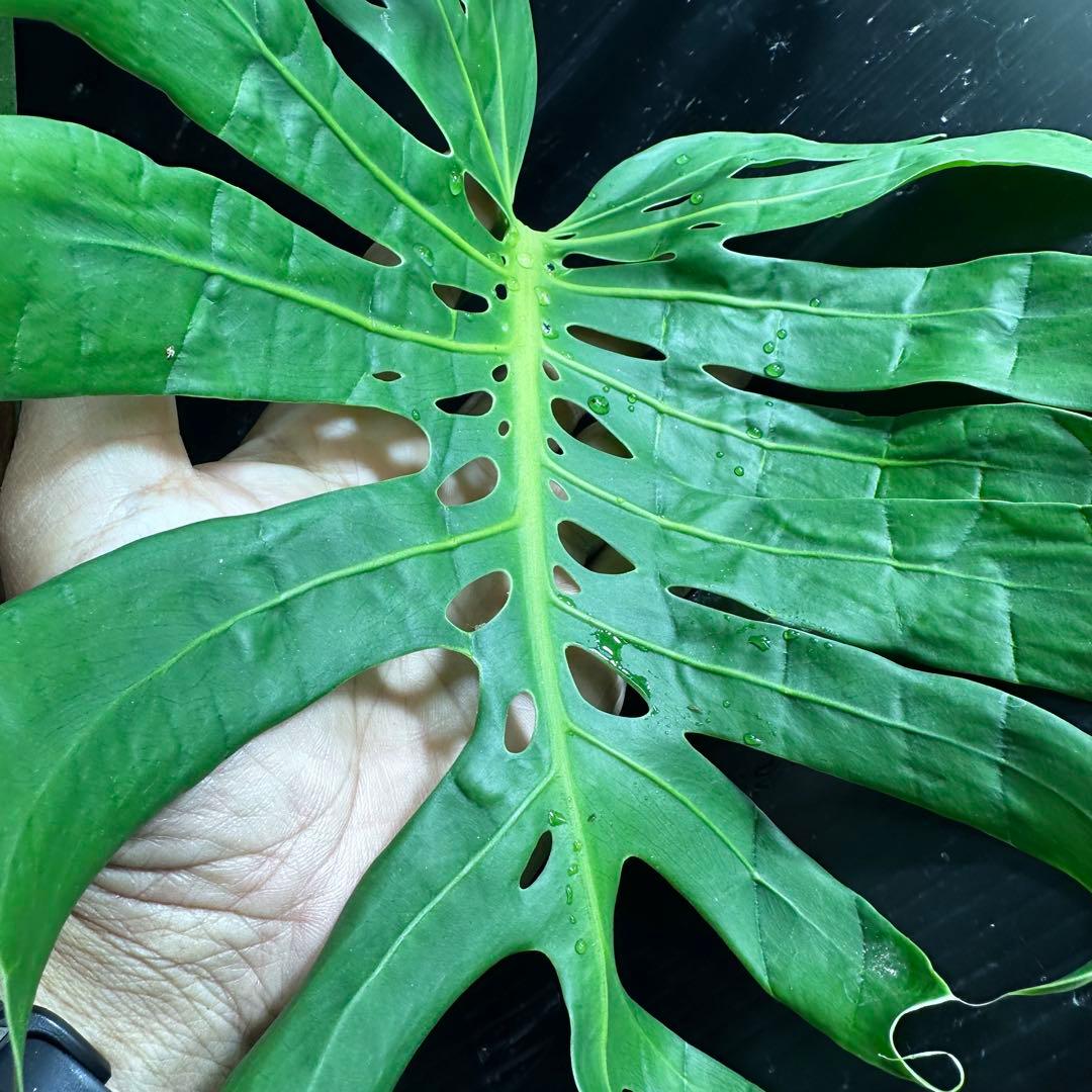モンステラデリシオーサマクロコズム超希少系統鉢植え72㎝