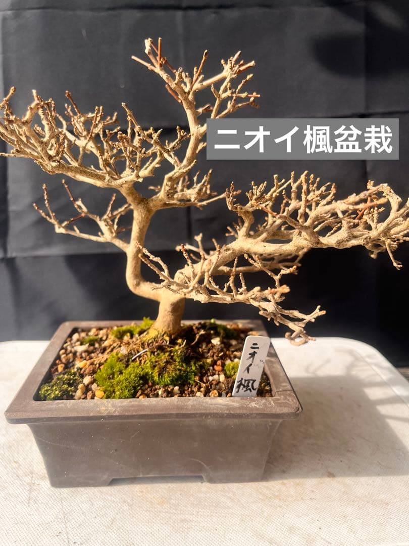 ニオイ楓盆栽 10%OFF‼️