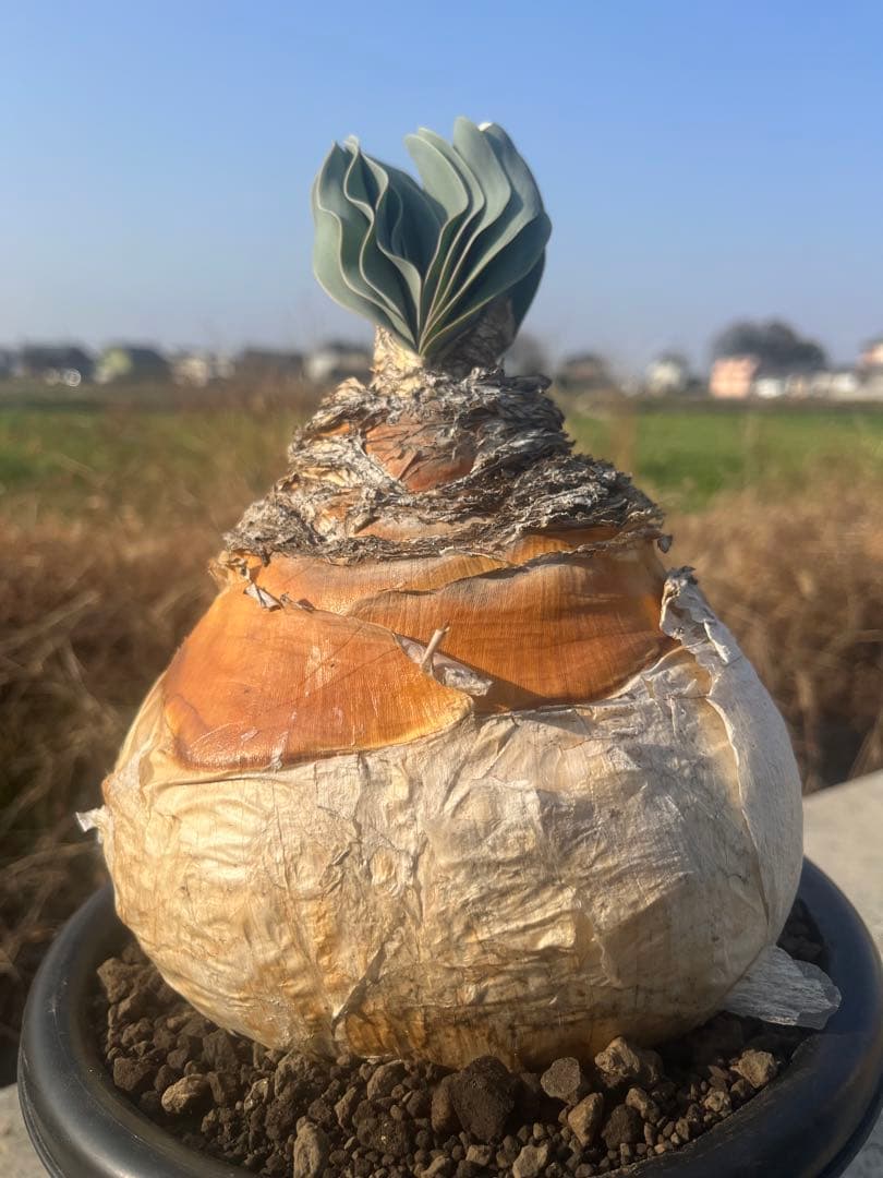 eeff　ブーファン　ハエマンソイデス　鉢ごと発送