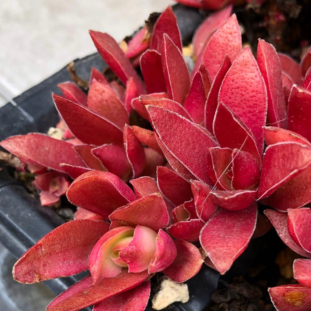 専用‼︎多肉植物^o^  カクレイ