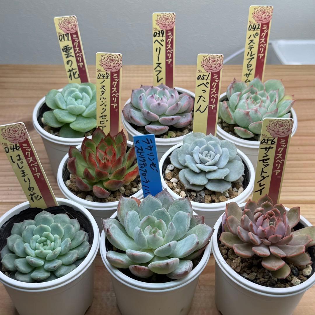 ミックスベリア まとめ売り ) おらいさん苗 青札 多肉植物 エケベリア