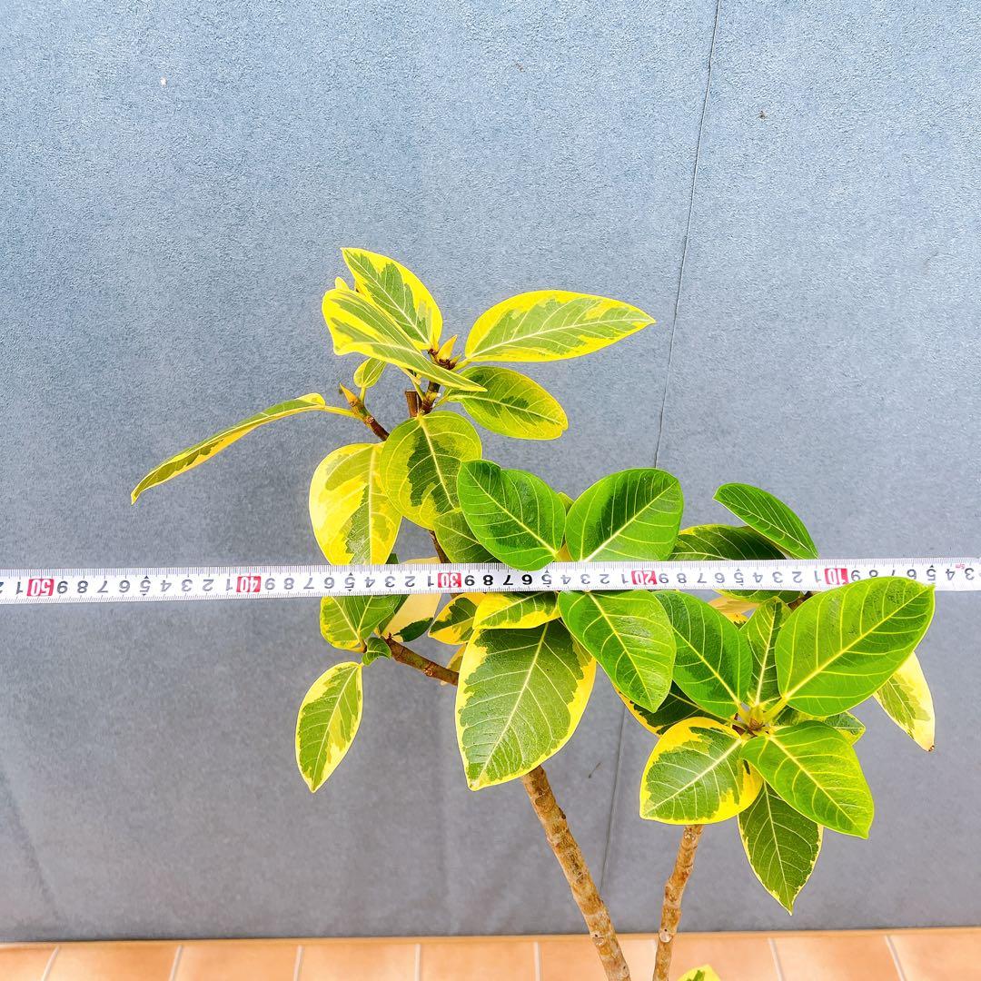 現品　フィカス　ゴムの木　アルテシマ　曲がり　16番　観葉植物　インテリア