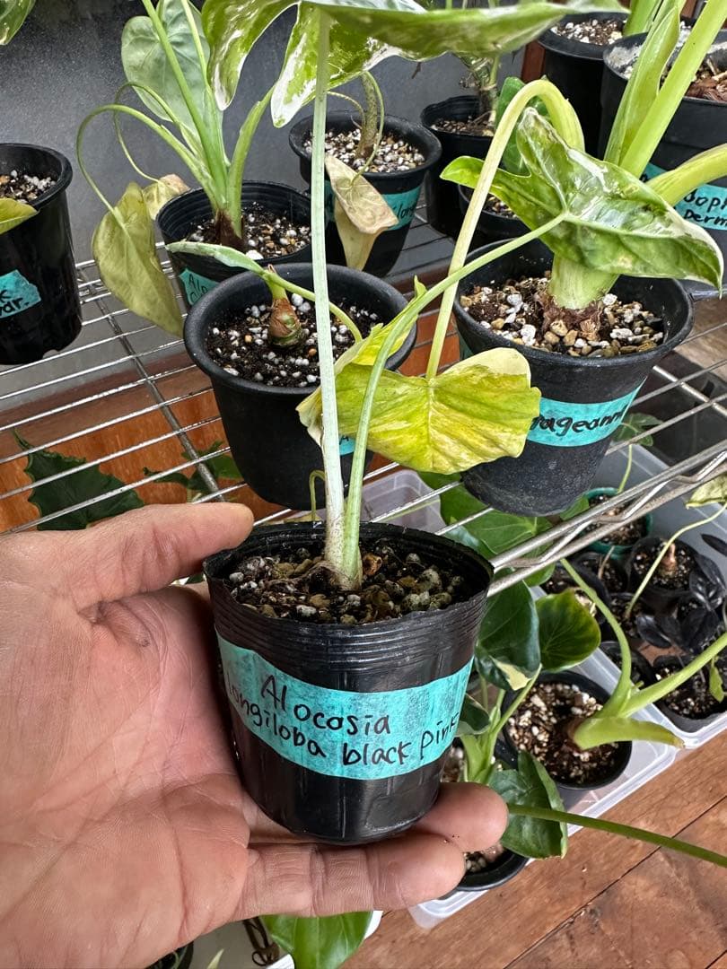 Alocasia longiloba black pink var.黒×ピンク