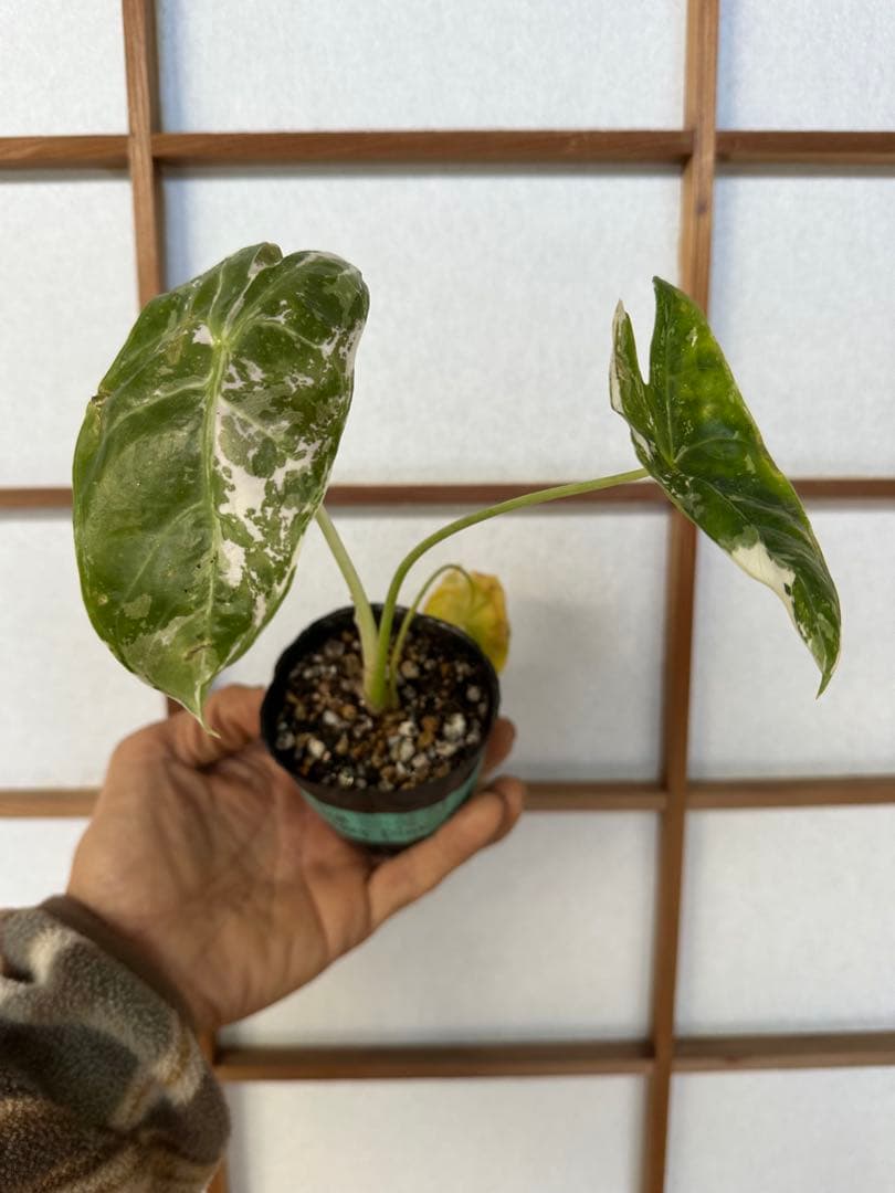 Alocasia longiloba black pink var.黒×ピンク