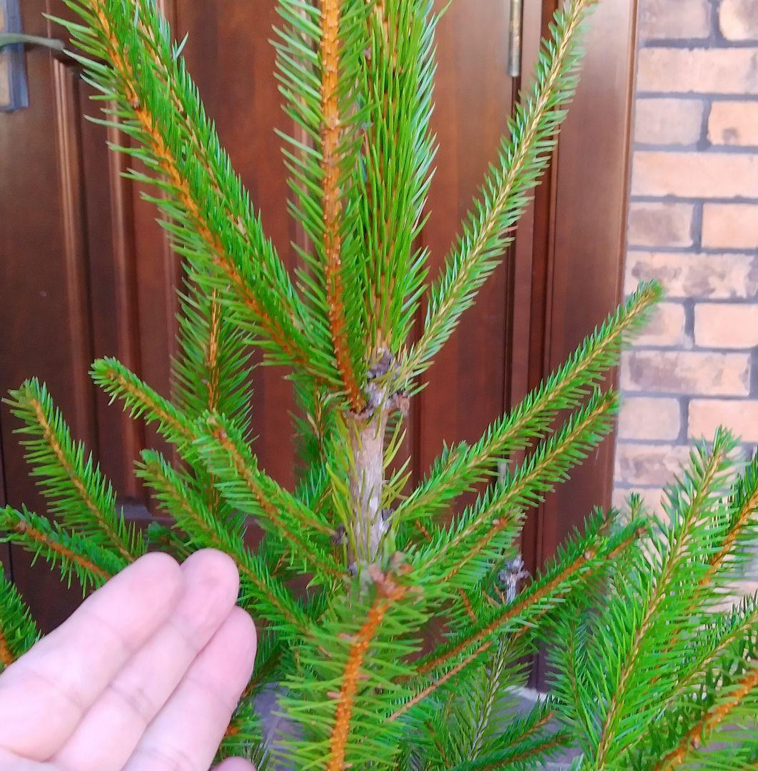 ドイツトウヒ 苗木 135cm❗オウシュウトウヒ クリスマスツリー もみの木