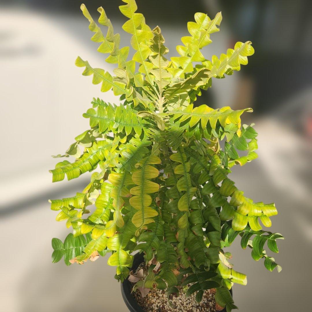 バンクシア・グランディス