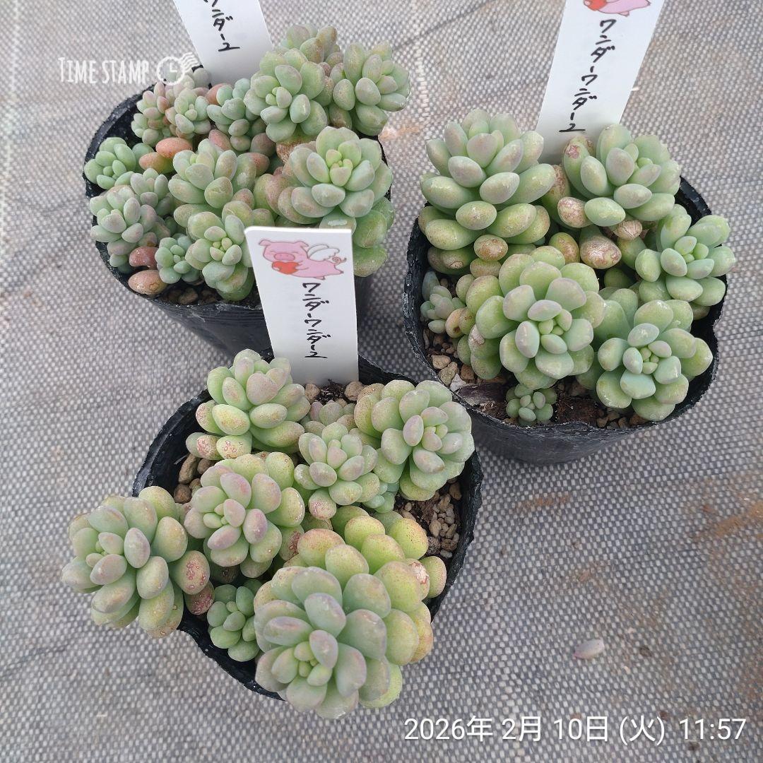 1ポット585円　セダム　ワンダワンダー2　7.5cmポット