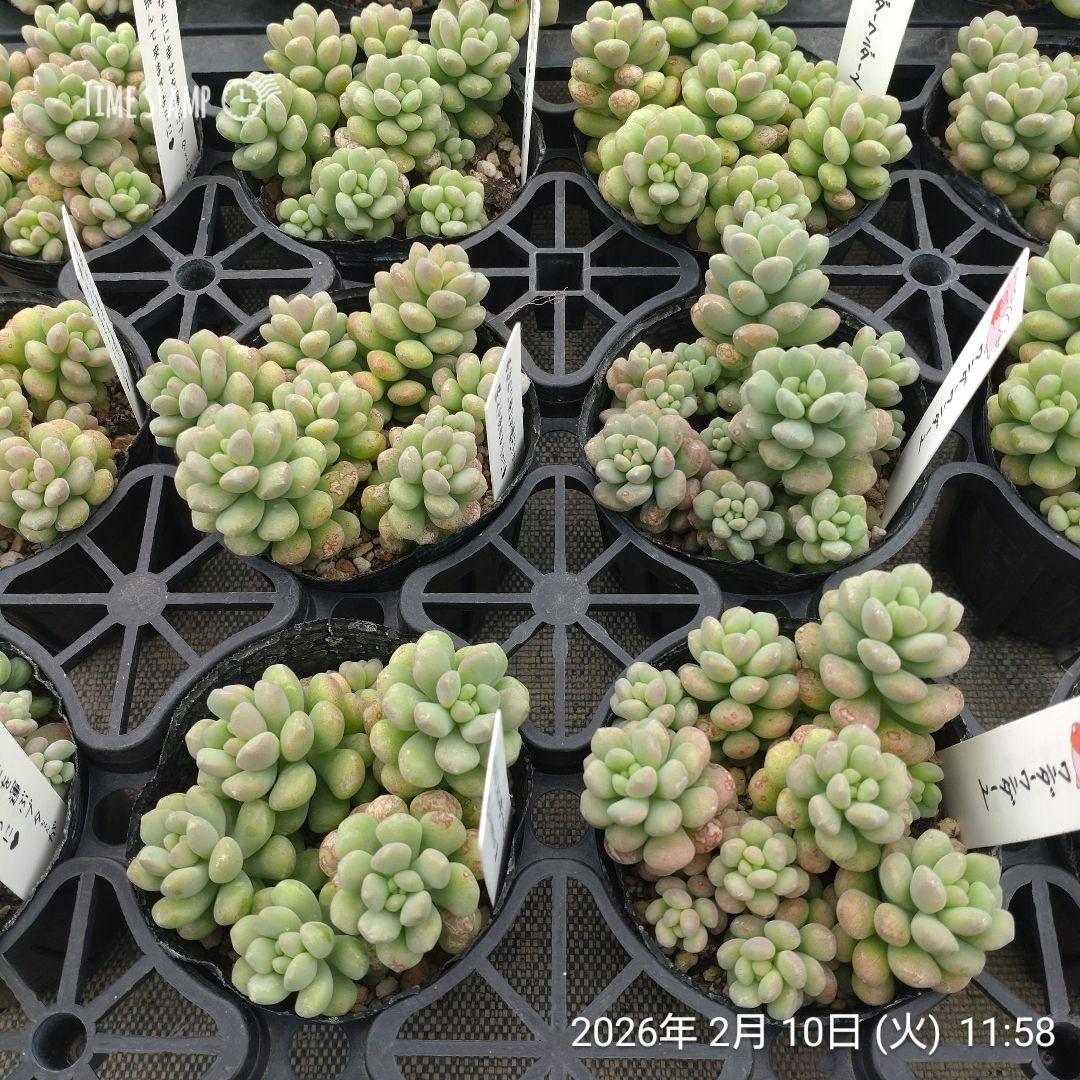 1ポット585円　セダム　ワンダワンダー2　7.5cmポット