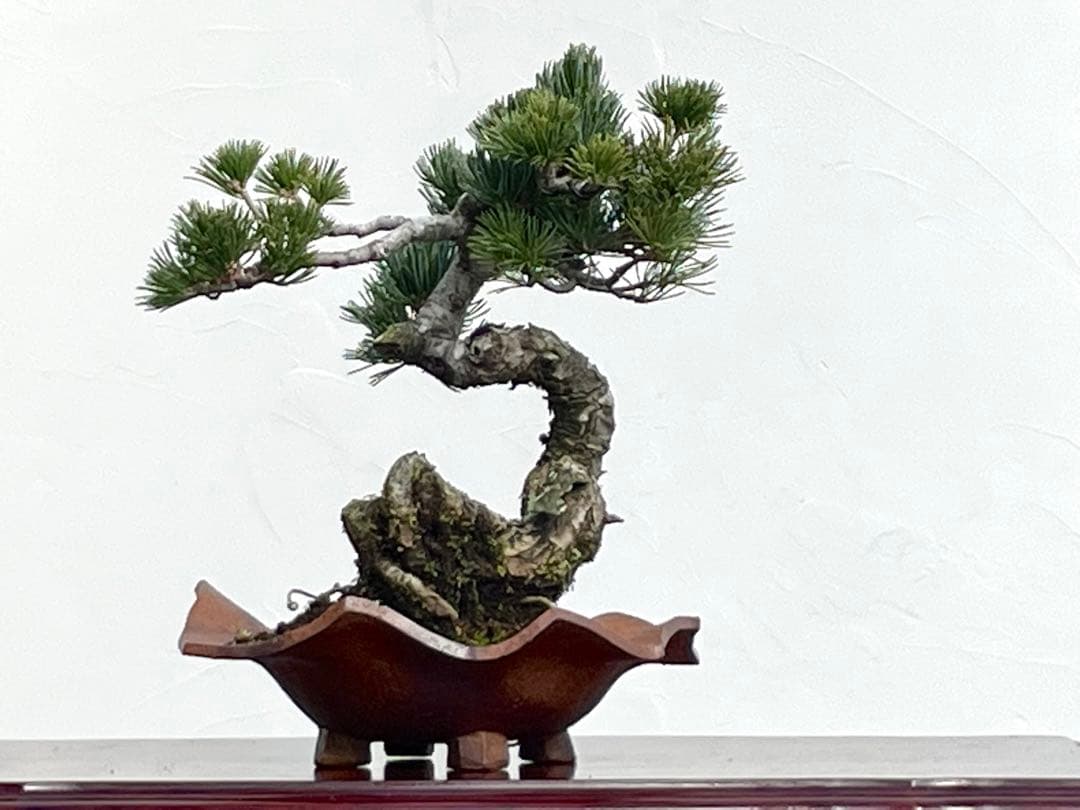 三河盆栽　五葉松　明星　盆栽　人気品種　古木