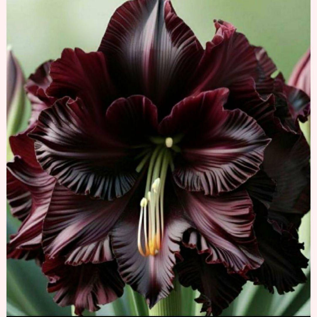 AIで作った フリル アマリリス 黒 球根