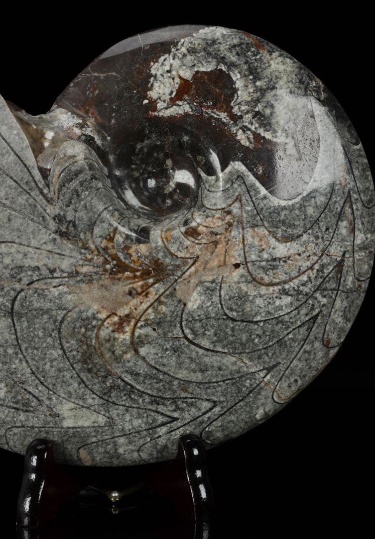 天然アンモナイト化石 重量2.8kg 古生物標本 化石標本 古代海洋生物 鑑賞石