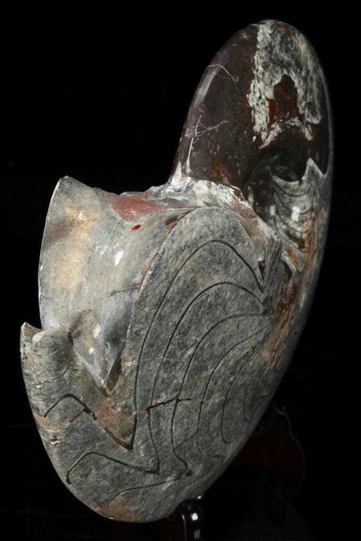 天然アンモナイト化石 重量2.8kg 古生物標本 化石標本 古代海洋生物 鑑賞石