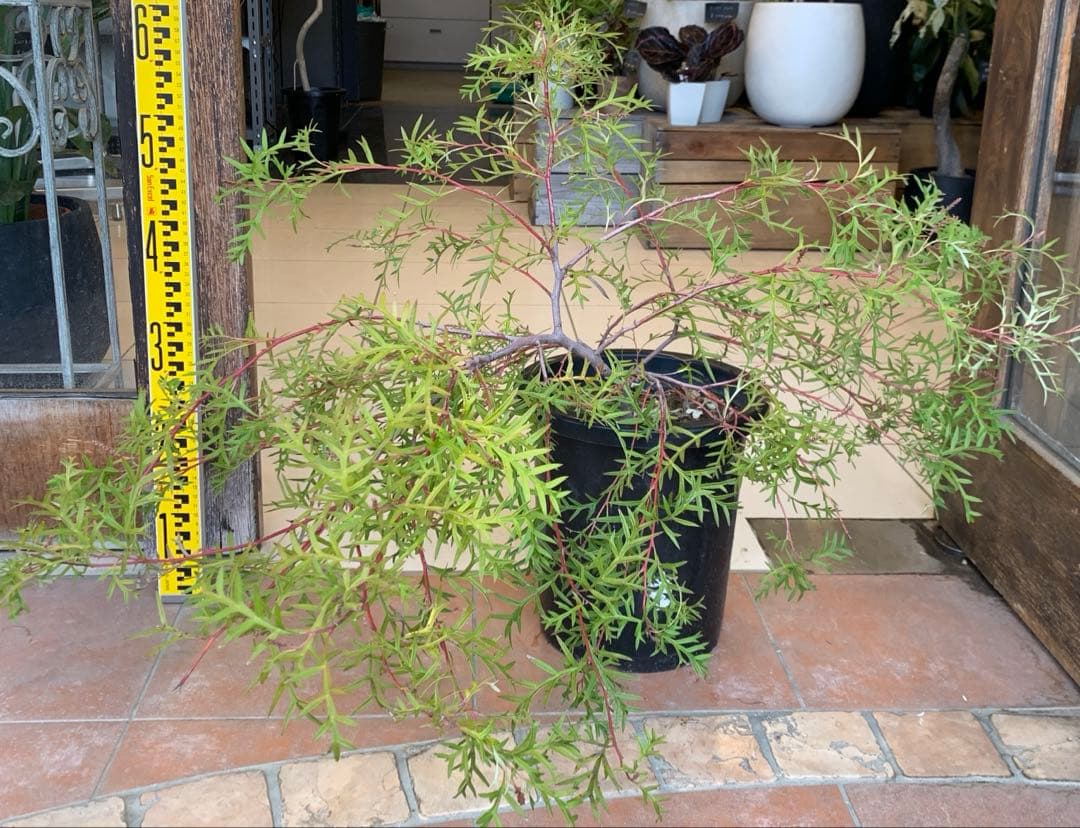 グレビレア ブロンズランバー 大株 2