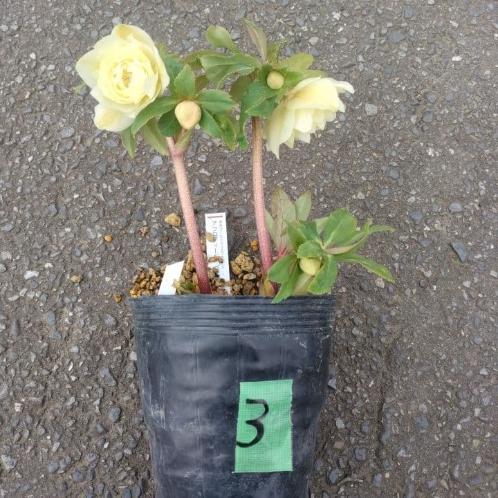 加藤農園。ゴールドクリスマスローズ 八重咲き 淡い黄色 開花株。NO3