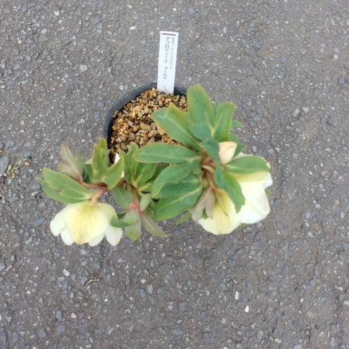 加藤農園。ゴールドクリスマスローズ 八重咲き 淡い黄色 開花株。NO3