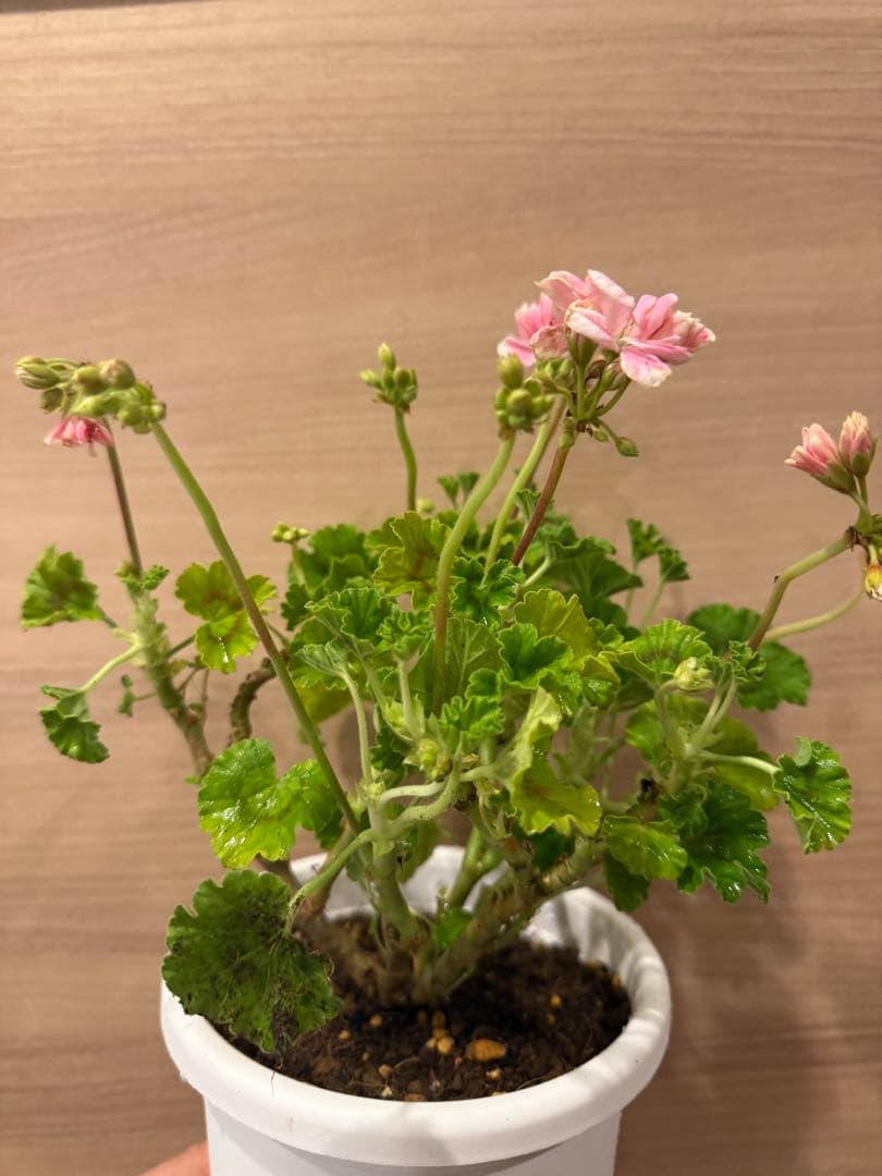 稀少ゼラニウム開花苗
