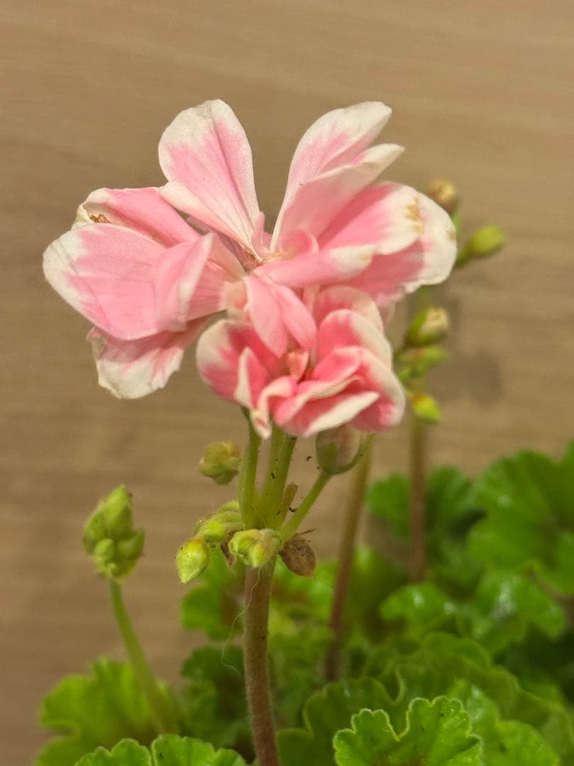 稀少ゼラニウム開花苗