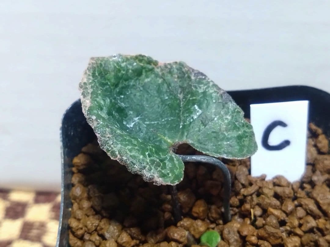 斑入り　カンアオイ　タマノカンアオイ　福包(ふくづつみ)