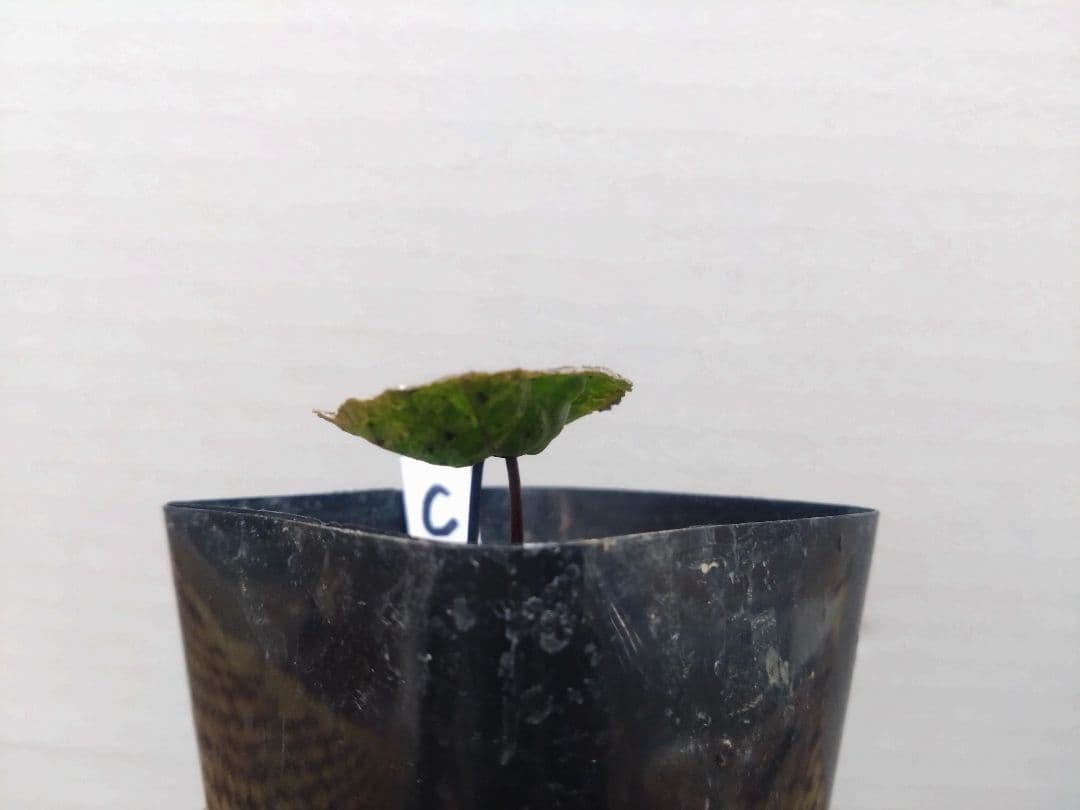 斑入り　カンアオイ　タマノカンアオイ　福包(ふくづつみ)