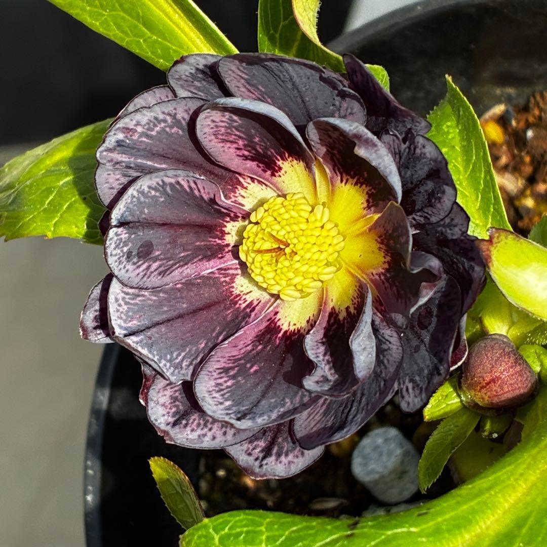 A*️様 3478☘️限定1株☘️未株分☘️花付☘️レア☘️スモーキーダーク⭐️