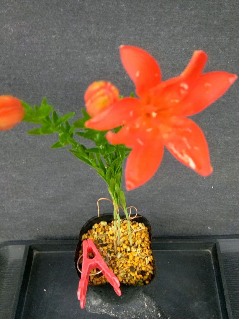 あっくん出品❗ササユリ球根2球・カノコ1球・マツバユリ1球お届け！